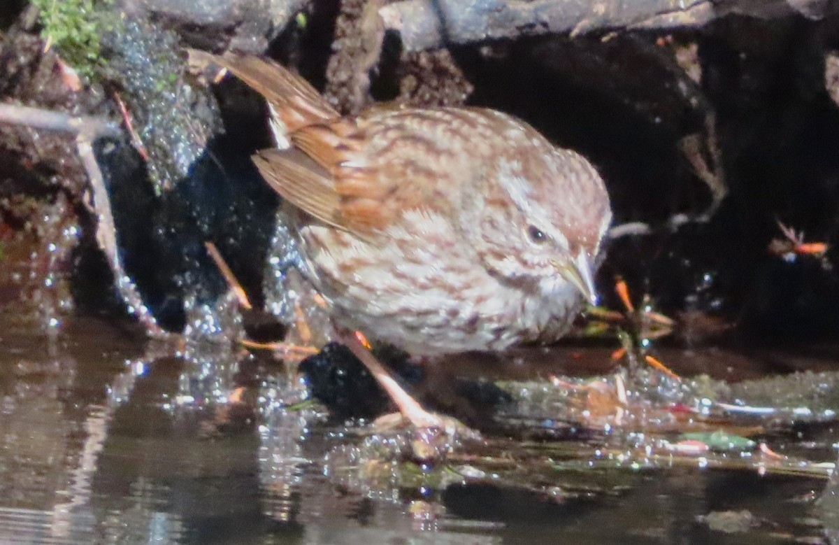 Song Sparrow - ML622055642