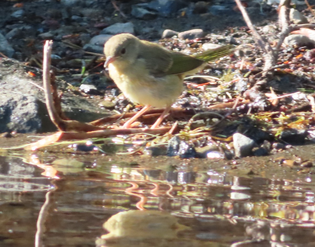 Common Yellowthroat - Claire Weiser