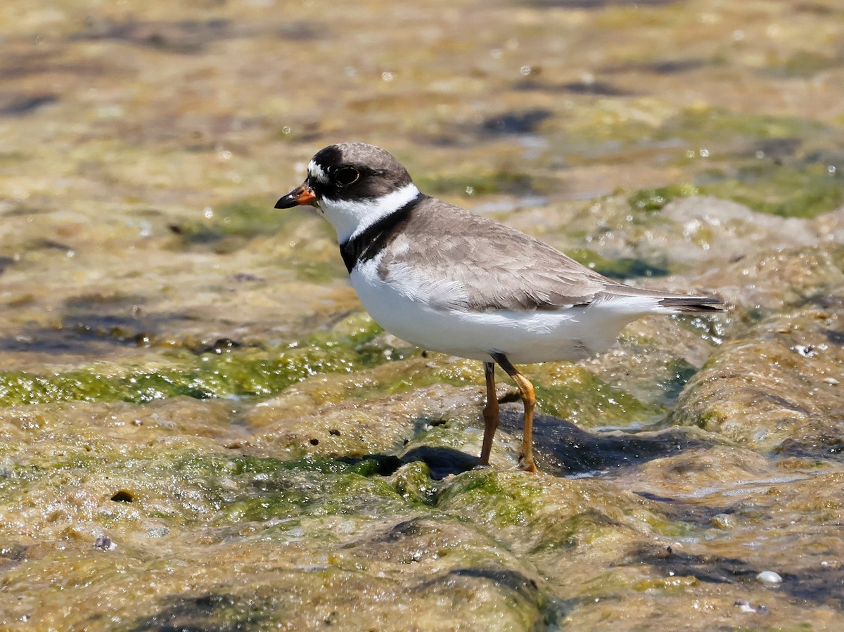 Semipalmated Plover - Torgil Zethson