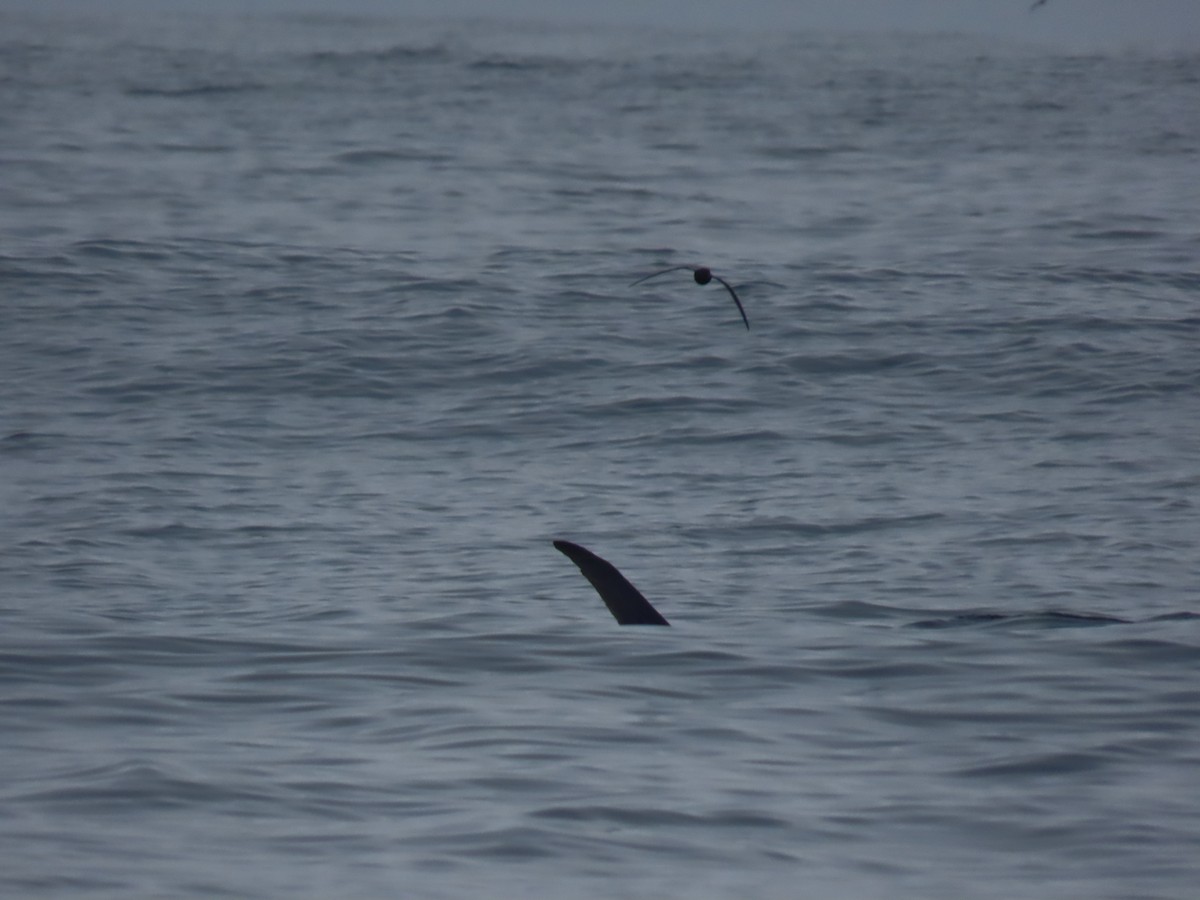 Markham's Storm-Petrel - Nelson Contardo