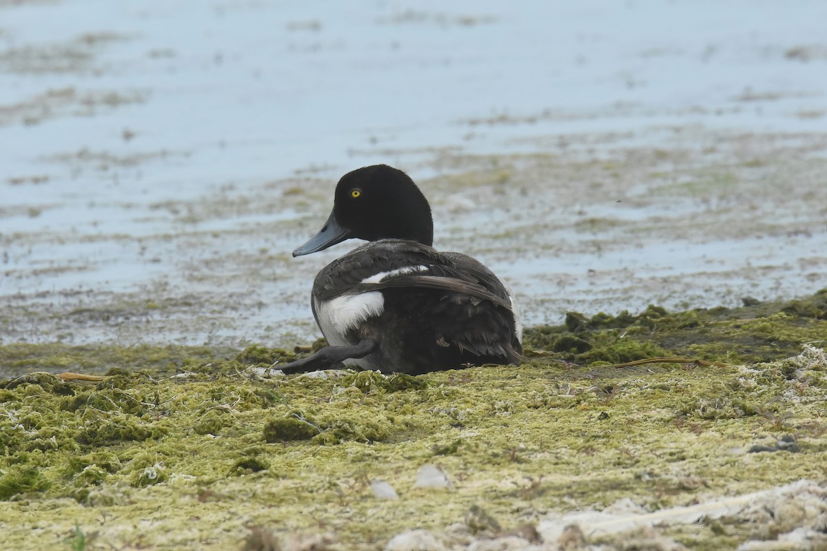 Greater Scaup - ML622055660