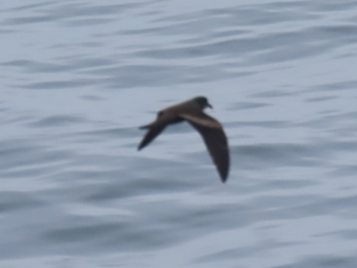 Markham's Storm-Petrel - Nelson Contardo