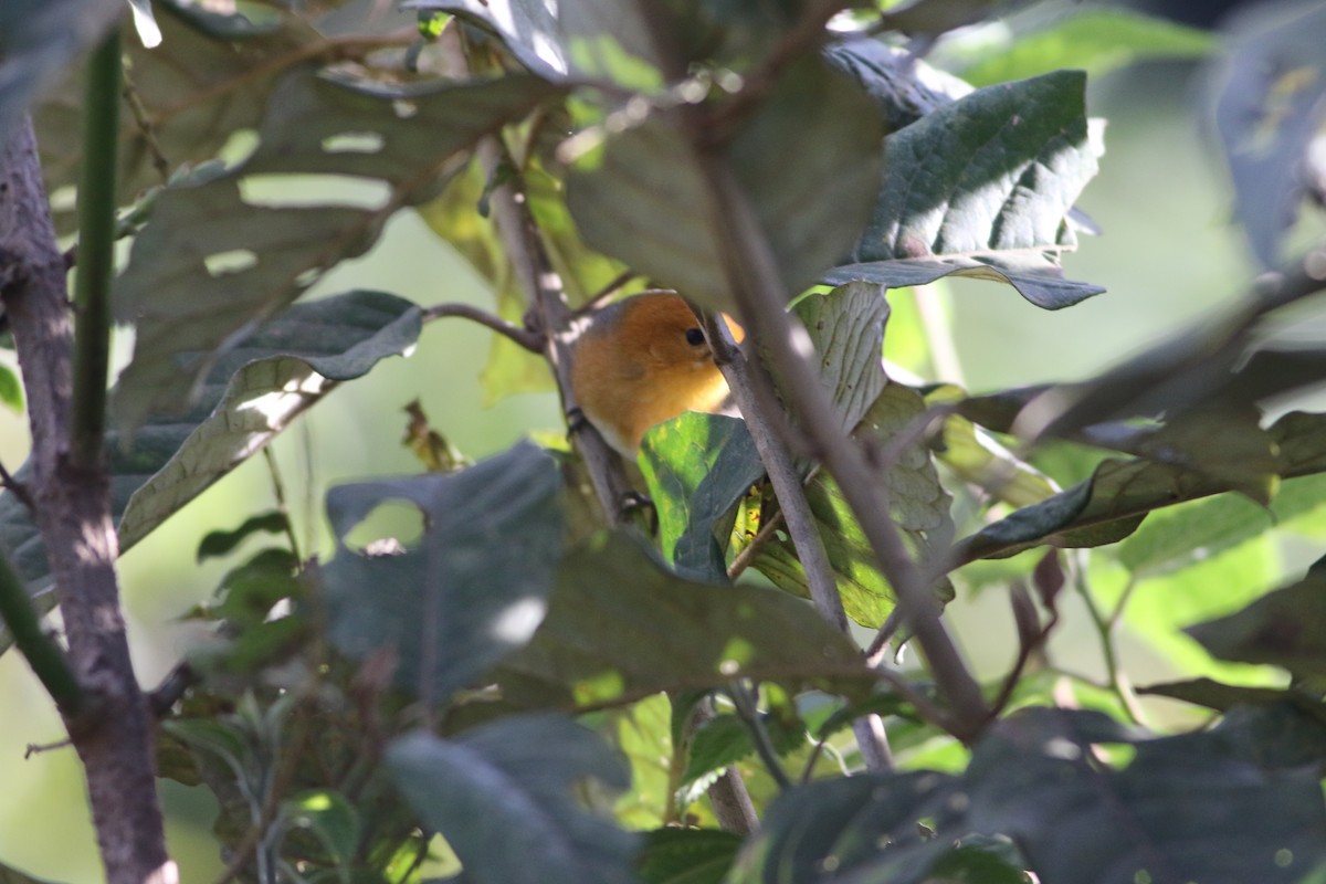 Rufous-chested Tanager - ML622055675