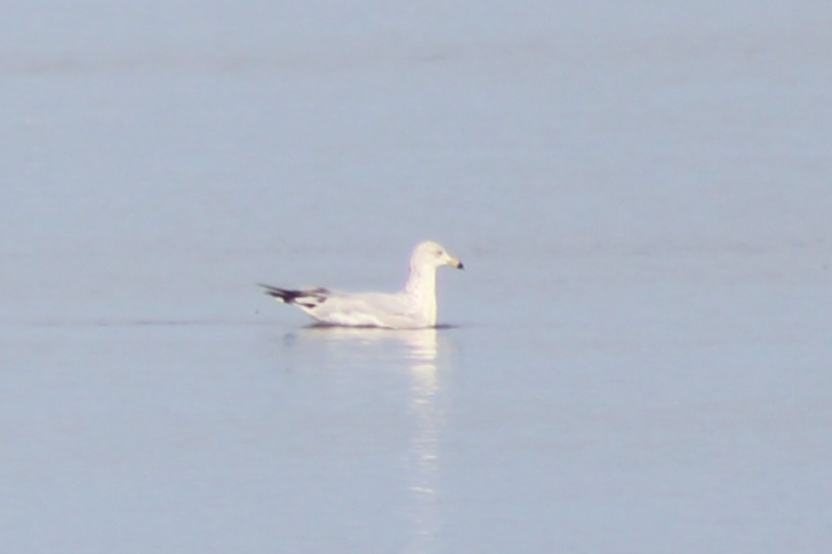 Ring-billed Gull - Meghan Mutch