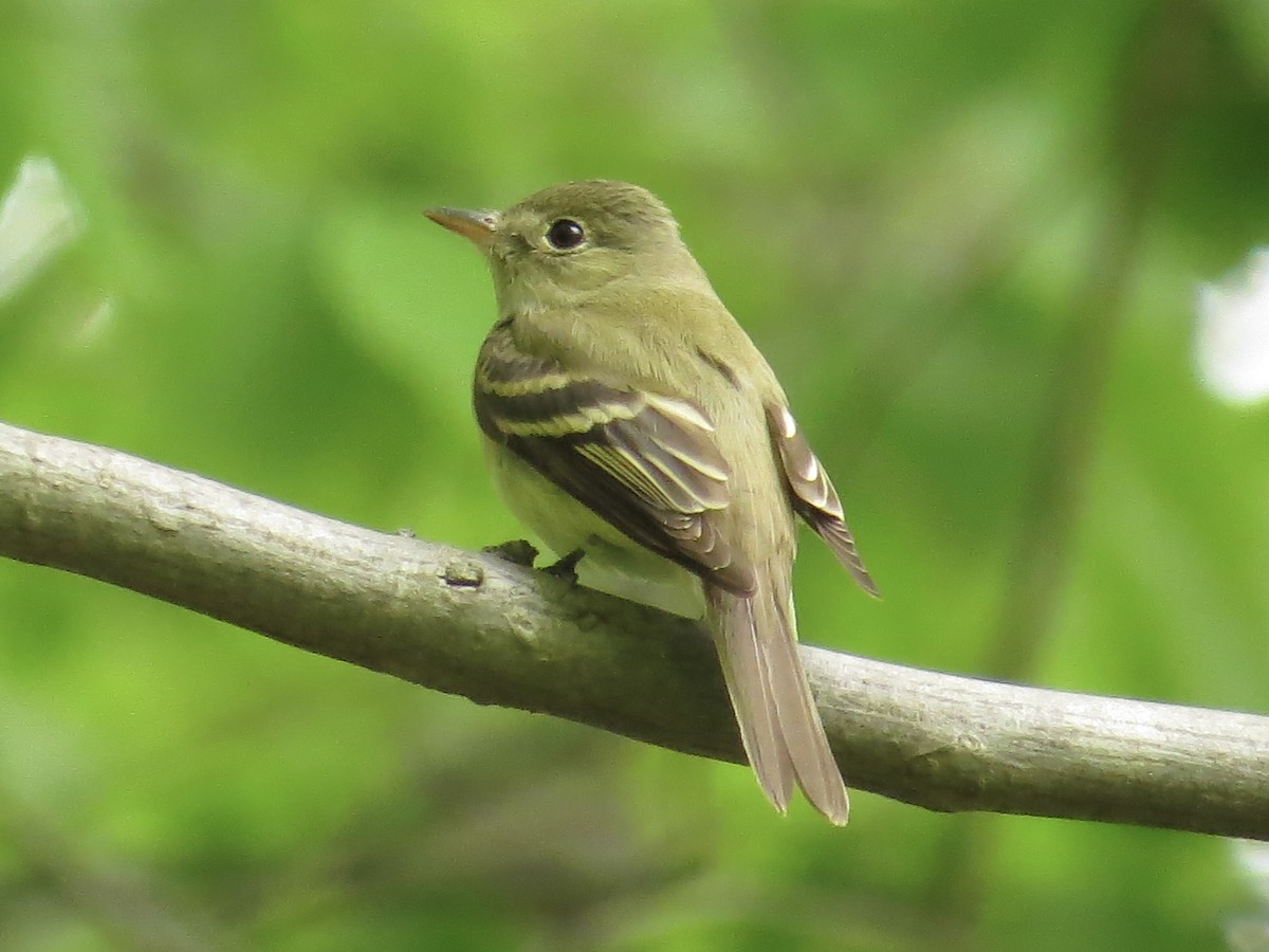 Acadian Flycatcher - ML622055686