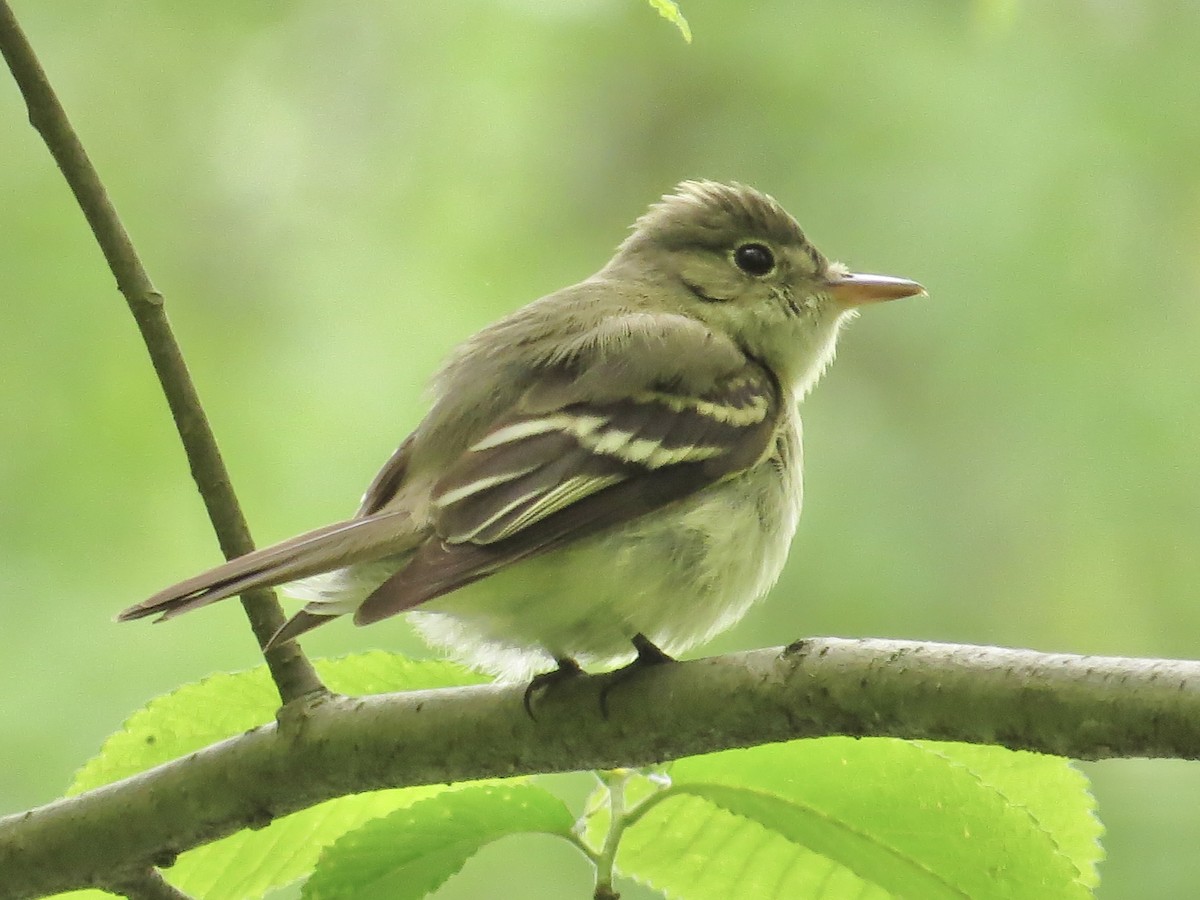 Acadian Flycatcher - ML622055688