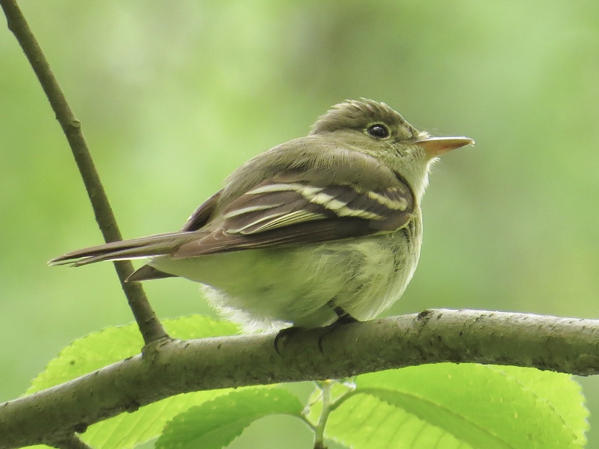 Acadian Flycatcher - ML622055689