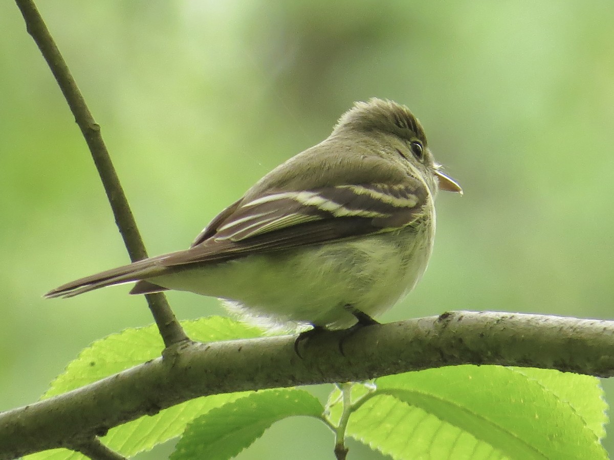 Acadian Flycatcher - ML622055690