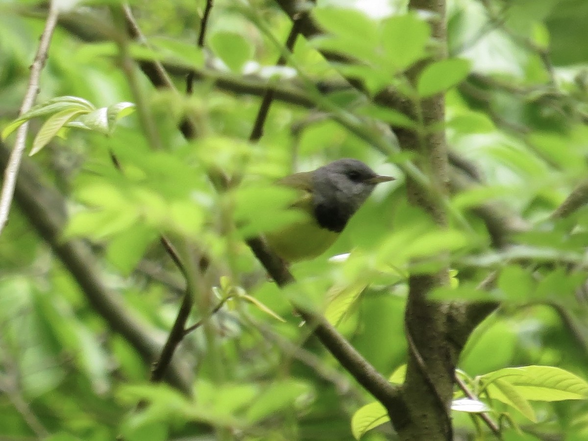 Mourning Warbler - ML622055691