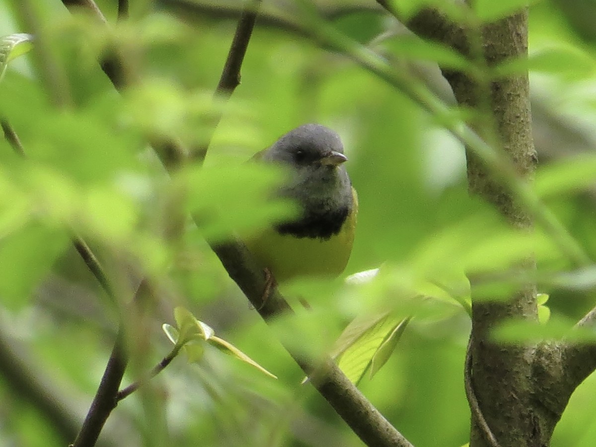 Mourning Warbler - ML622055692