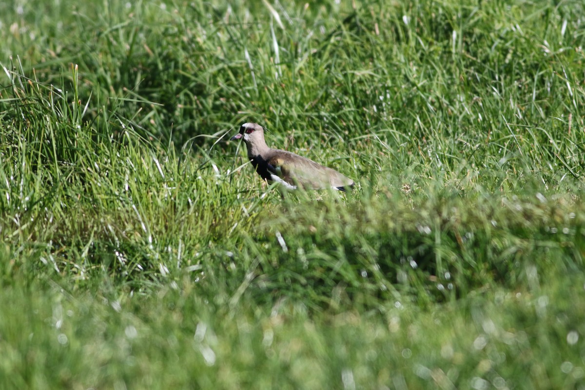 Southern Lapwing - ML622055693