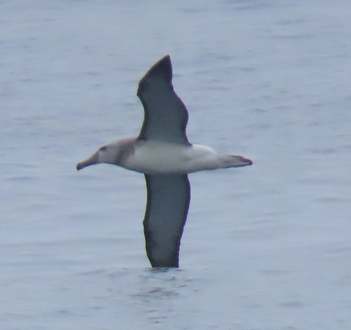 Salvin's Albatross - ML622055694