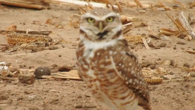 Burrowing Owl - ML622055695