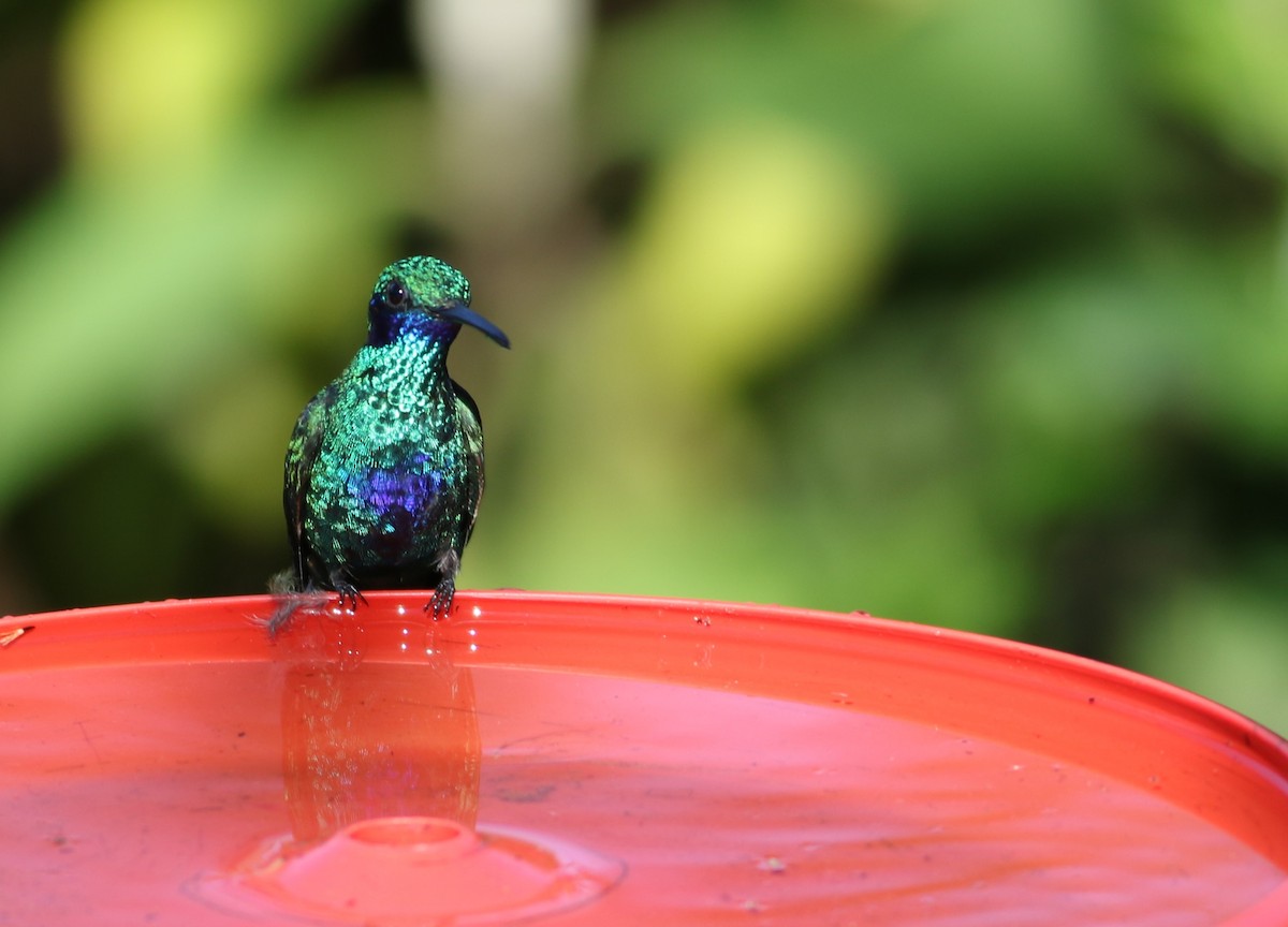 Colibrí Rutilante - ML622055696