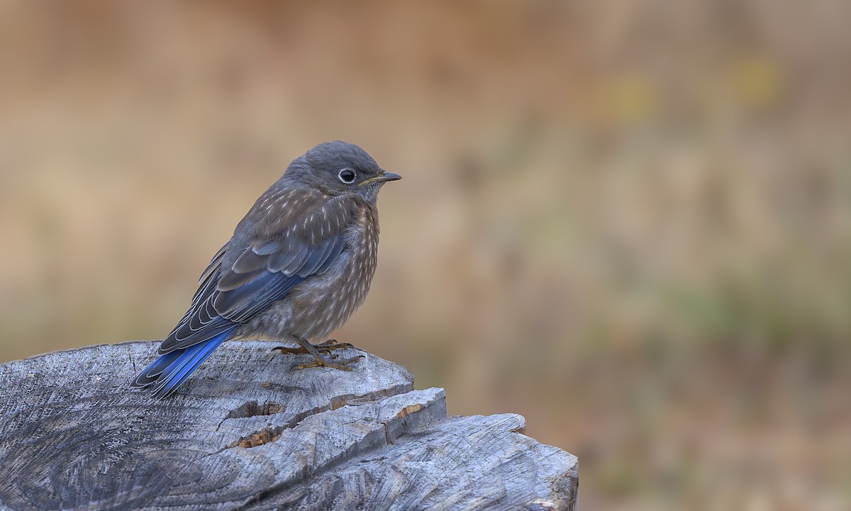 Western Bluebird - ML622055697