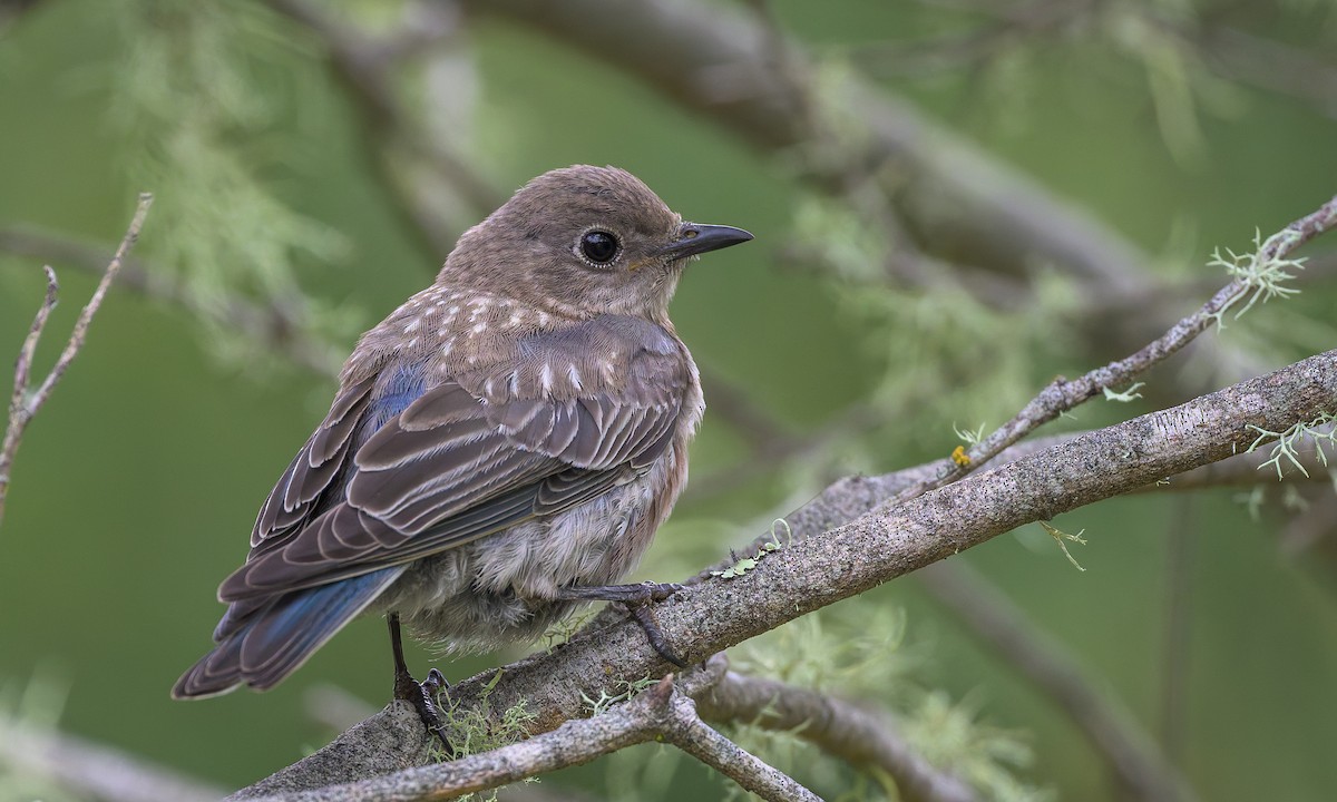 Western Bluebird - ML622055698