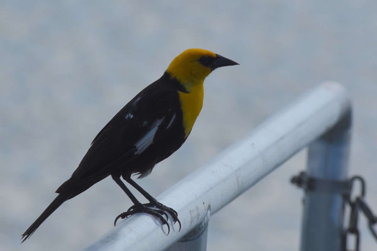 Yellow-headed Blackbird - ML622055699