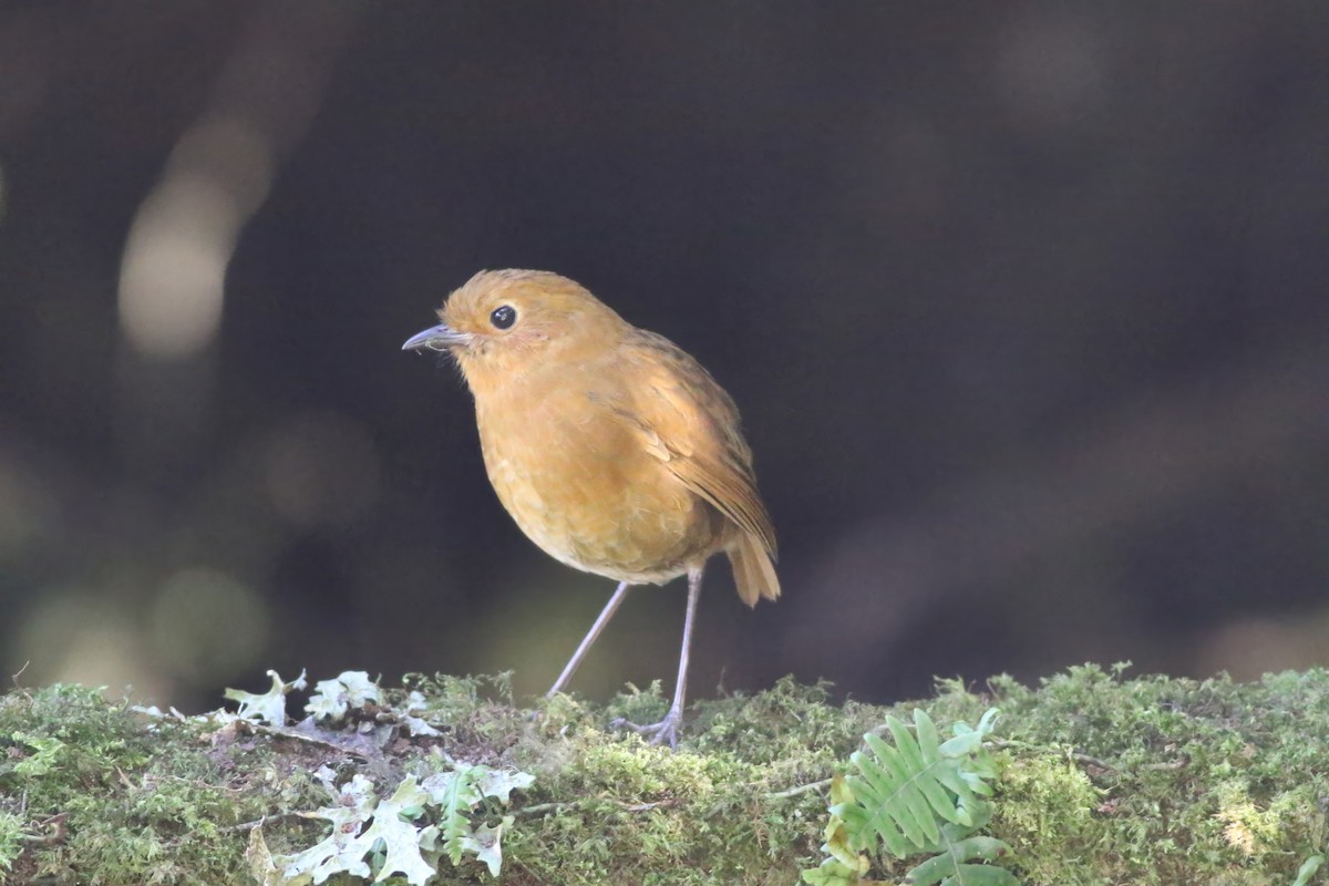 Equatorial Antpitta - ML622055700