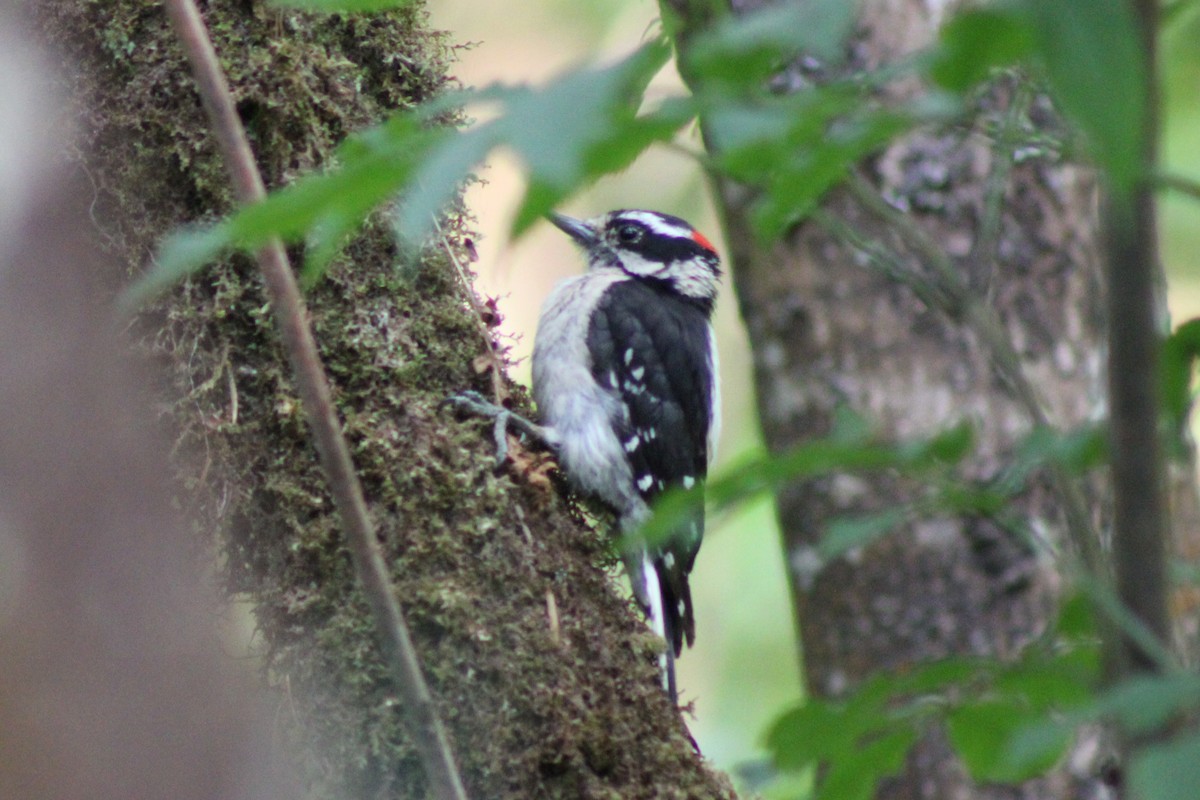 Downy Woodpecker - ML622055701