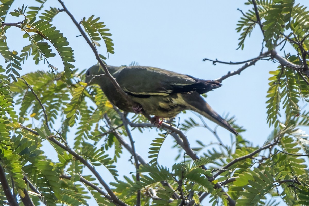 Pink-necked Green-Pigeon - Geoffrey Groom