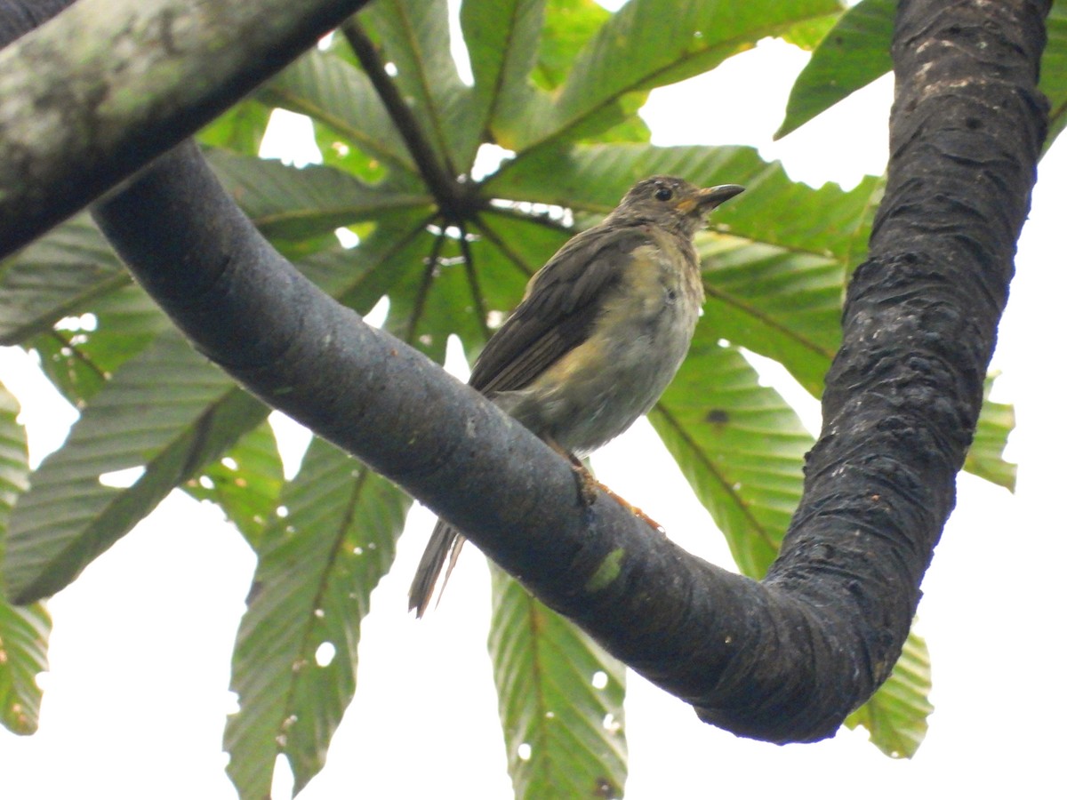 Pale-breasted Thrush - ML622055703