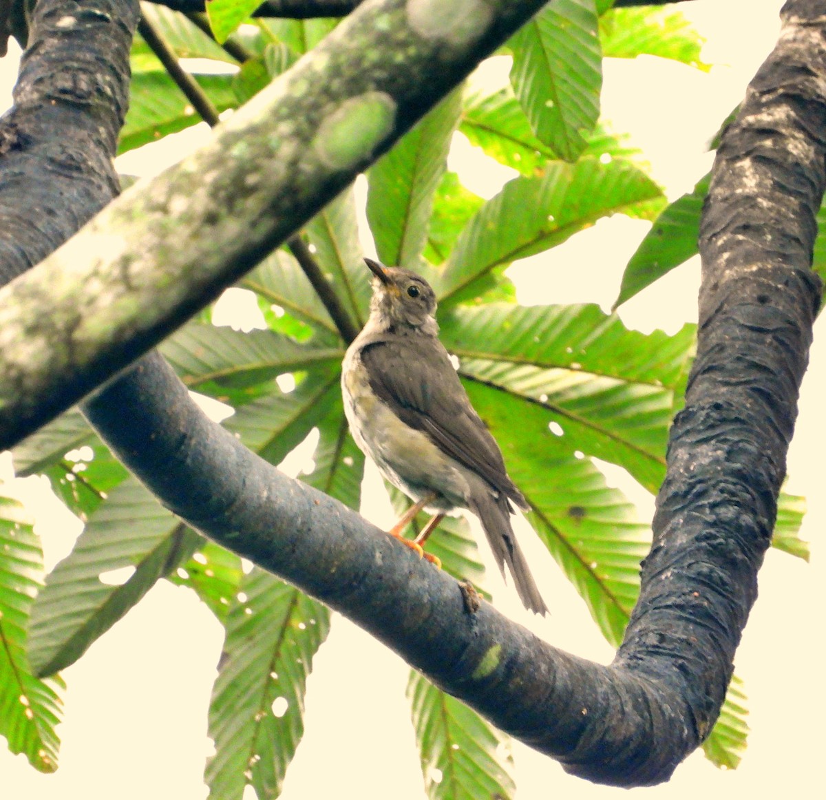 Pale-breasted Thrush - ML622055704