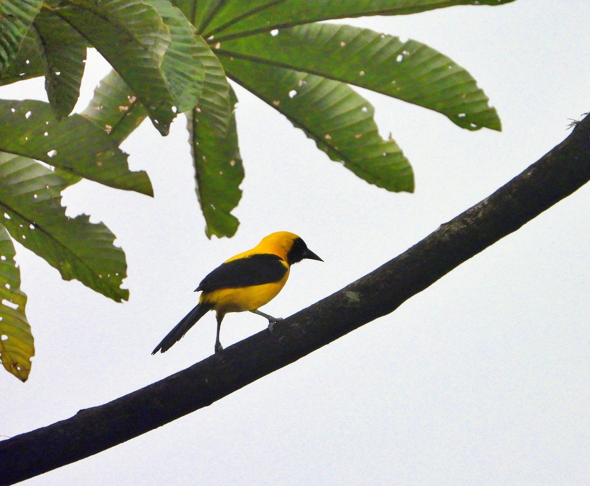 Yellow-backed Oriole - ML622055705