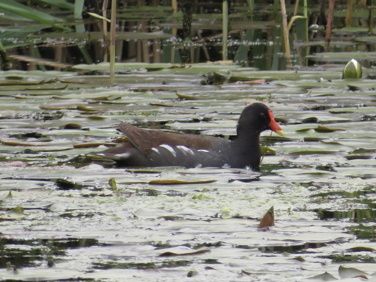 Gallinule d'Amérique - ML622055706