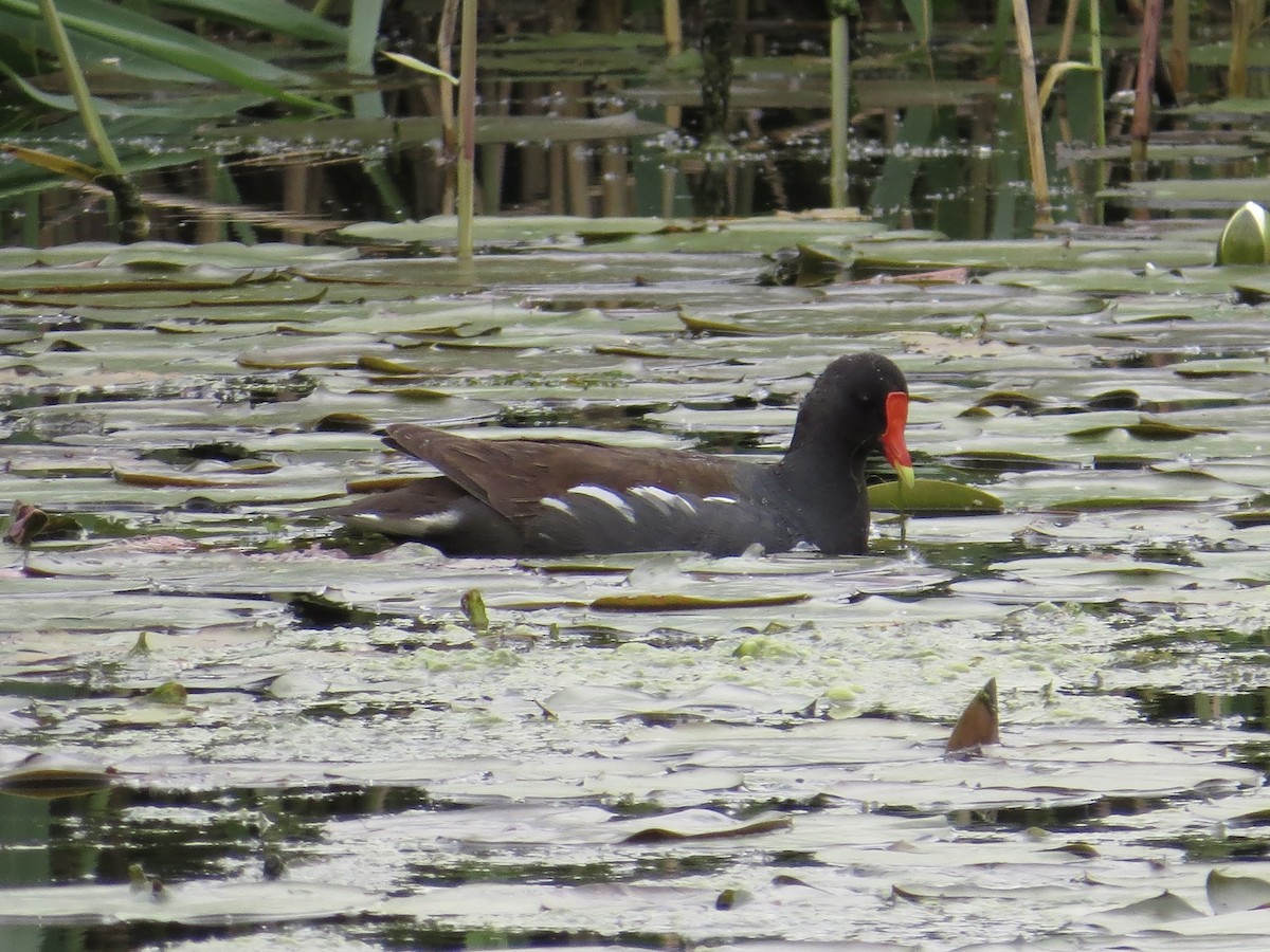 Gallinule d'Amérique - ML622055707