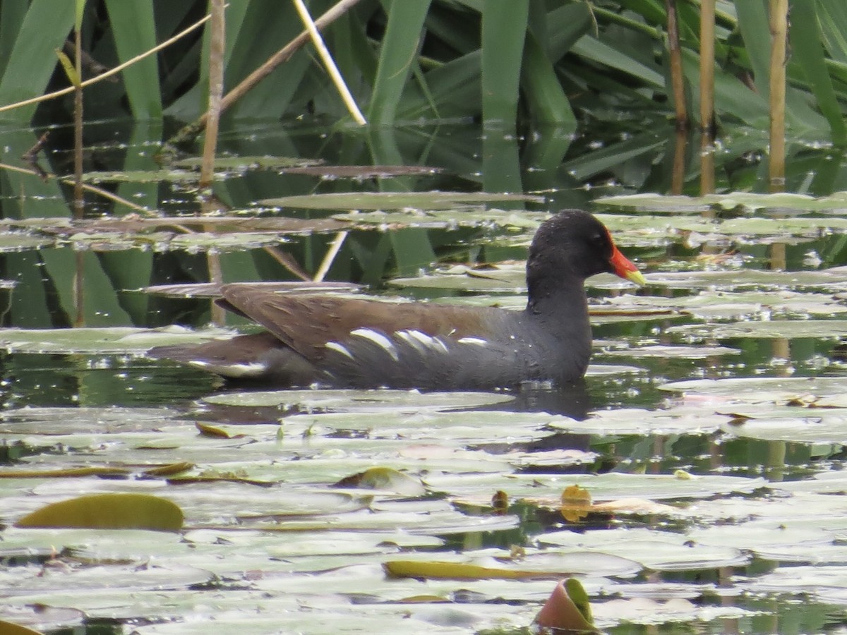 Common Gallinule - ML622055708