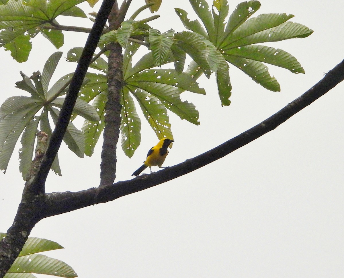 Yellow-backed Oriole - ML622055709