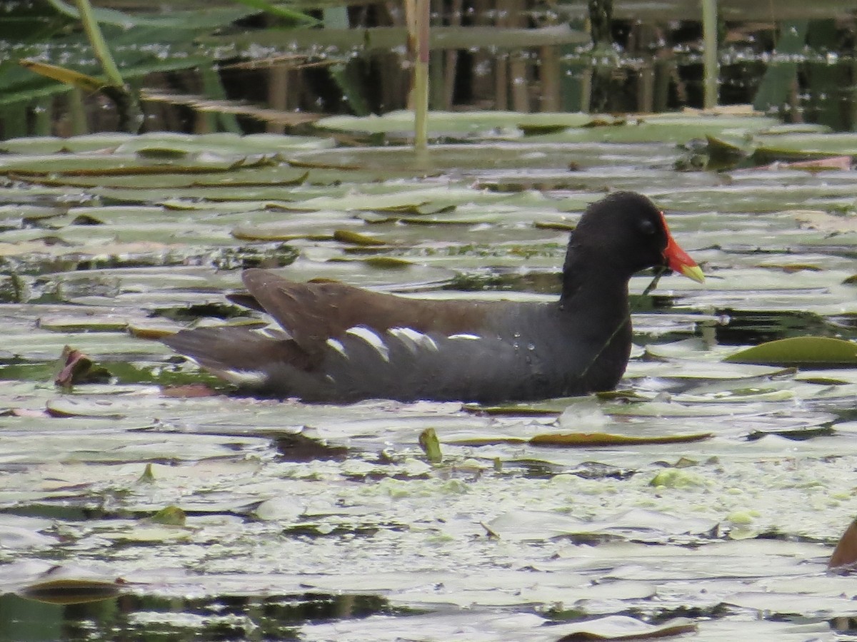 Common Gallinule - ML622055710