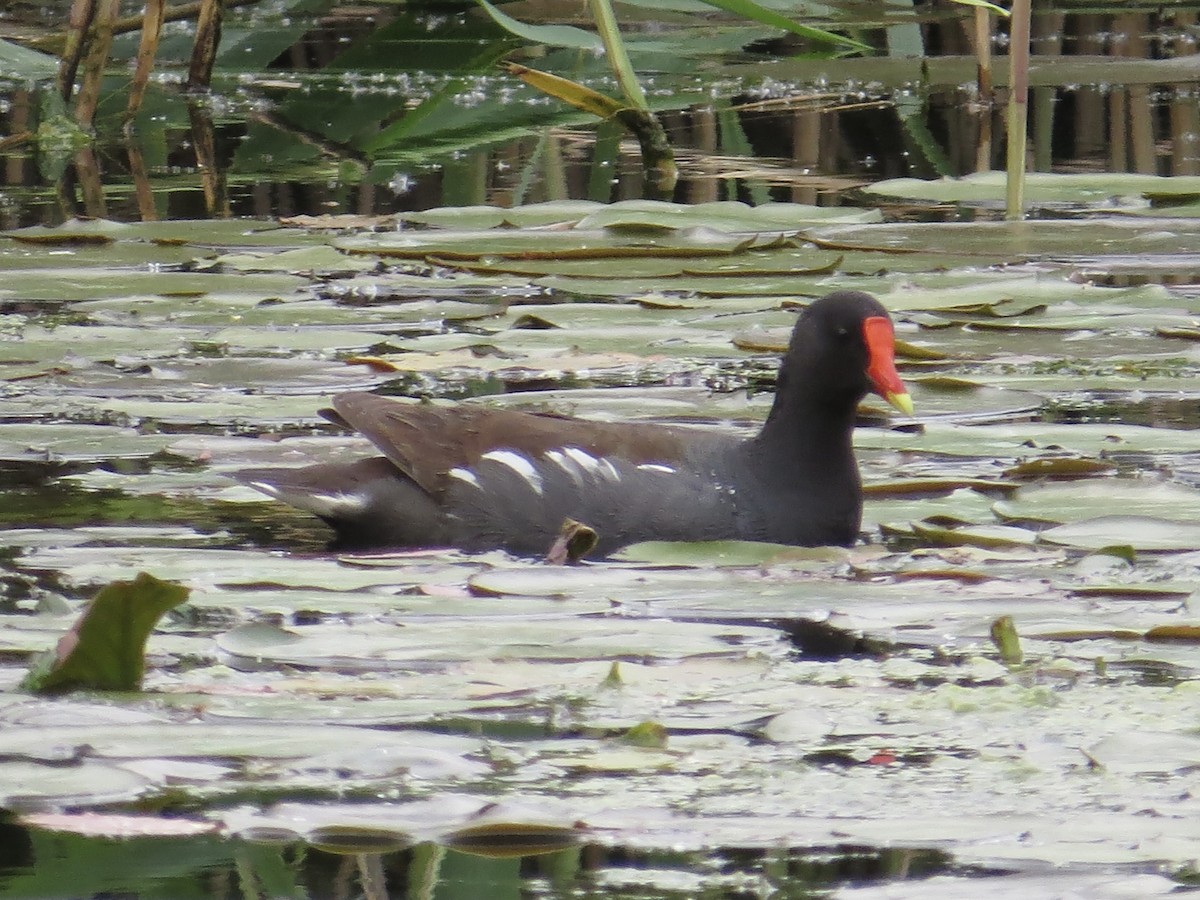 Gallinule d'Amérique - ML622055711