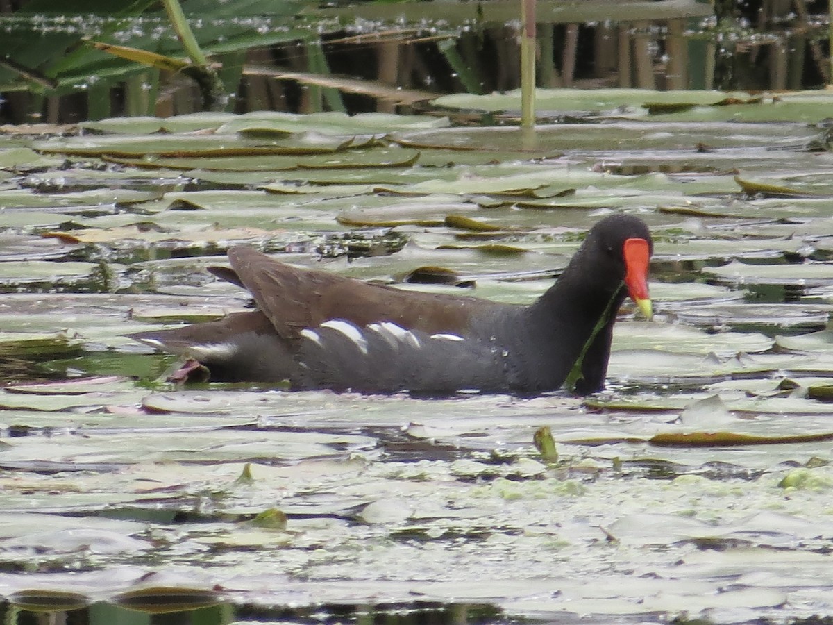 Common Gallinule - ML622055712