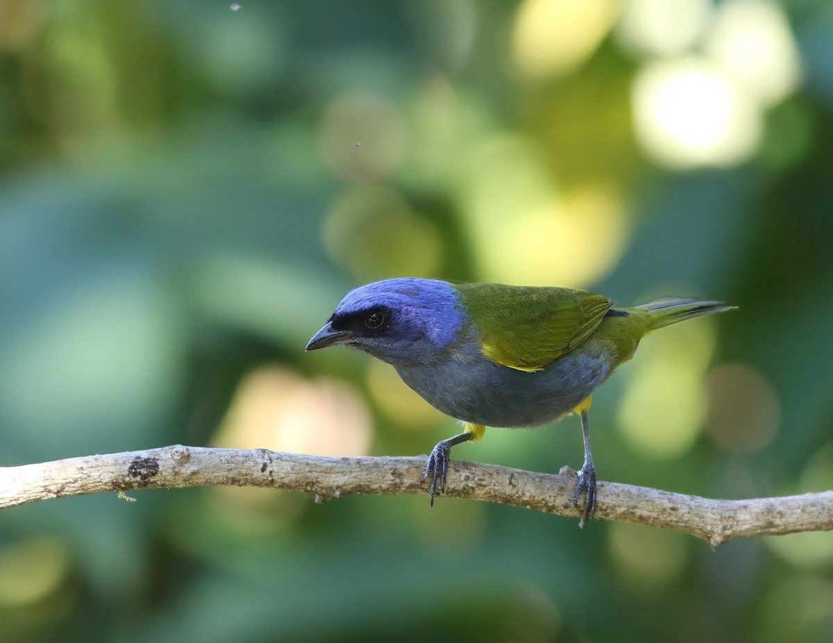 Blue-capped Tanager - Taylor Sturm