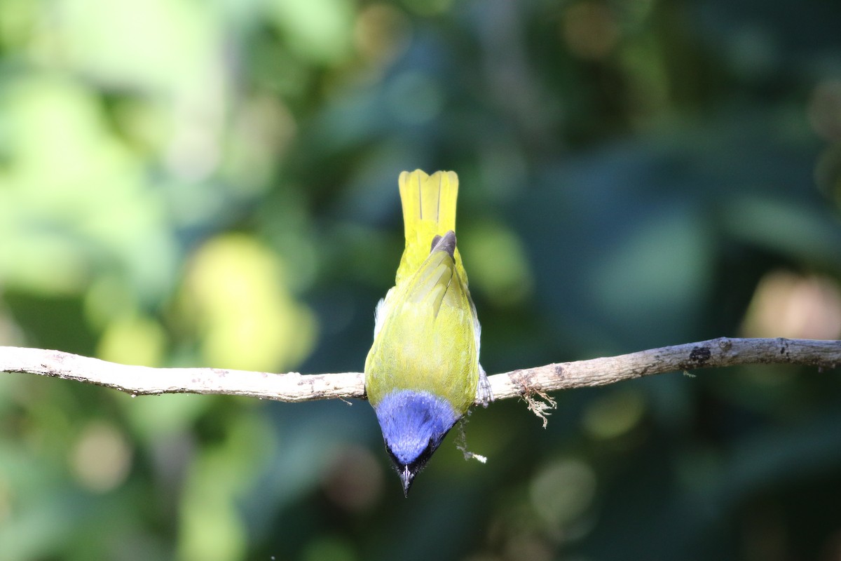 Blue-capped Tanager - ML622055714