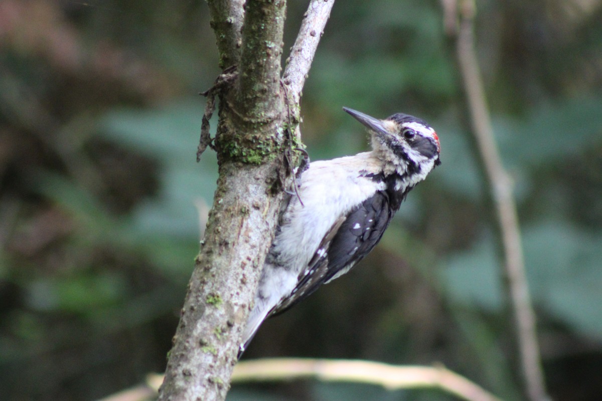 Hairy Woodpecker - ML622055715