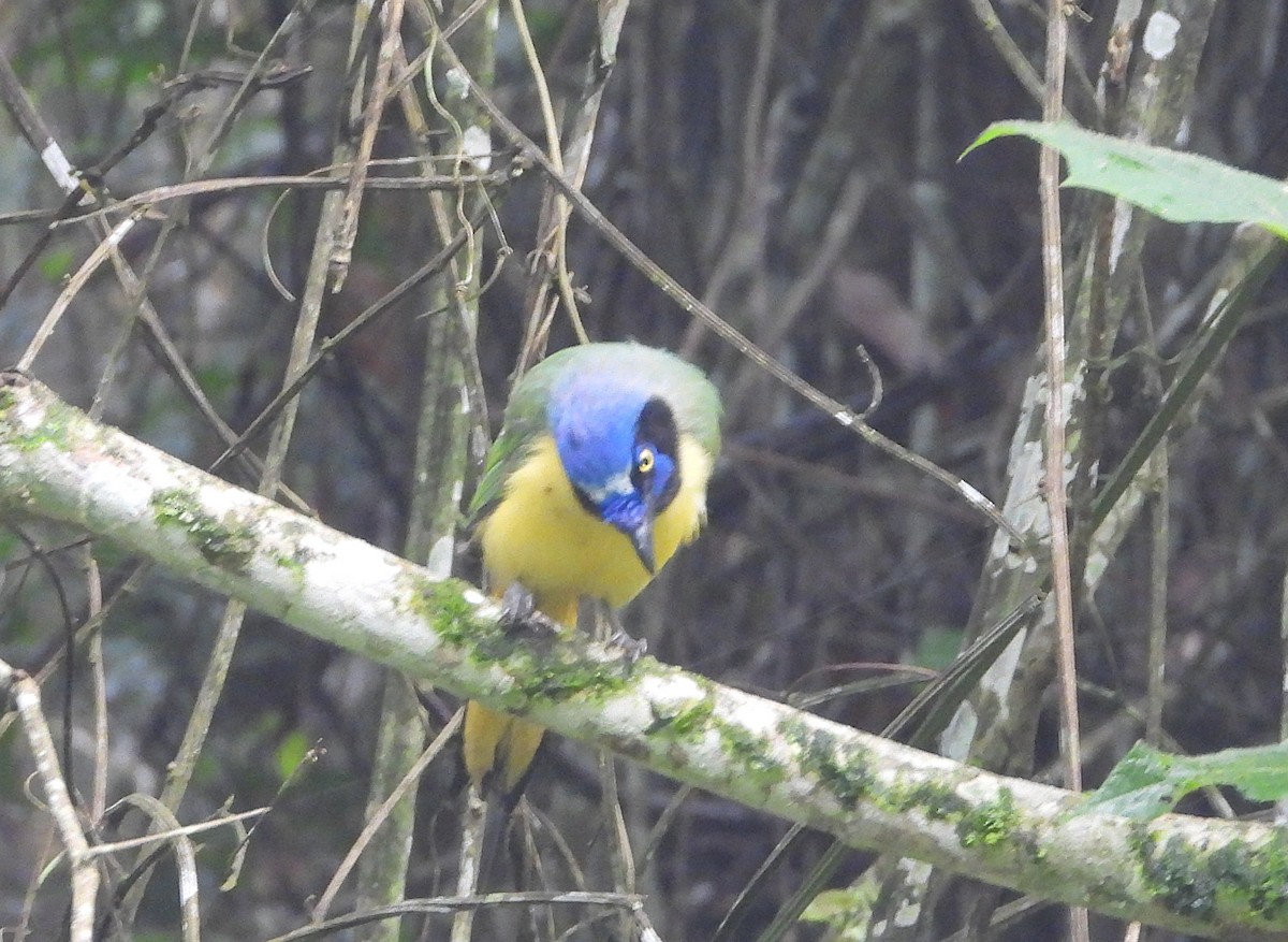 Green Jay - ML622055716