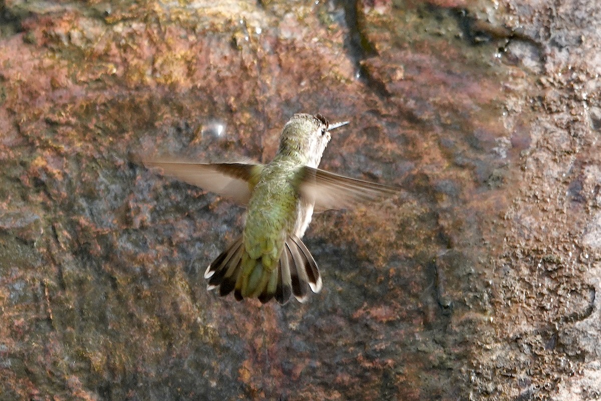 Anna's Hummingbird - ML622055719