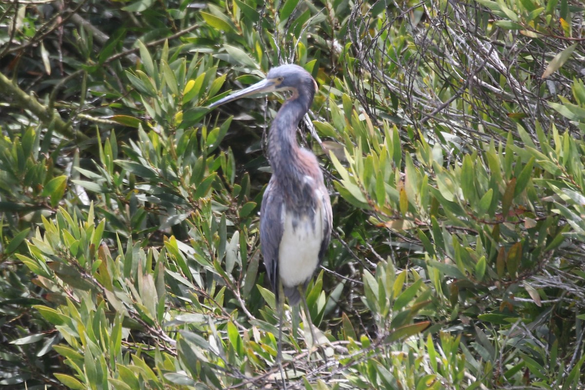 Tricolored Heron - ML622055729