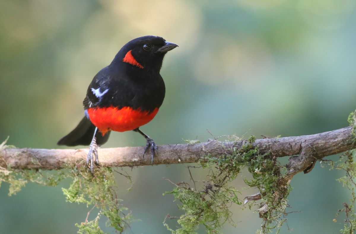 Scarlet-bellied Mountain Tanager - ML622055731