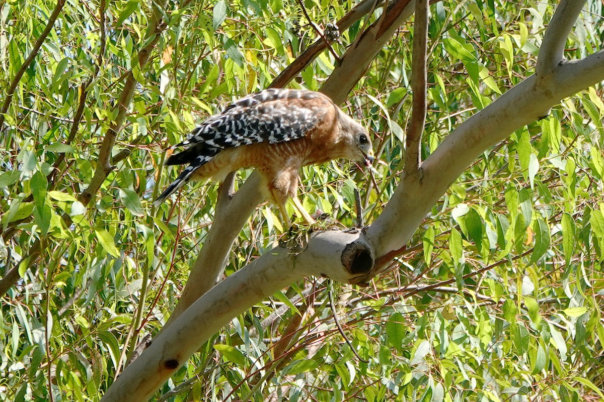 Red-shouldered Hawk - Steve Neely