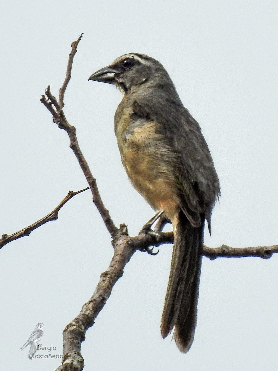 Cinnamon-bellied Saltator - ML622055748