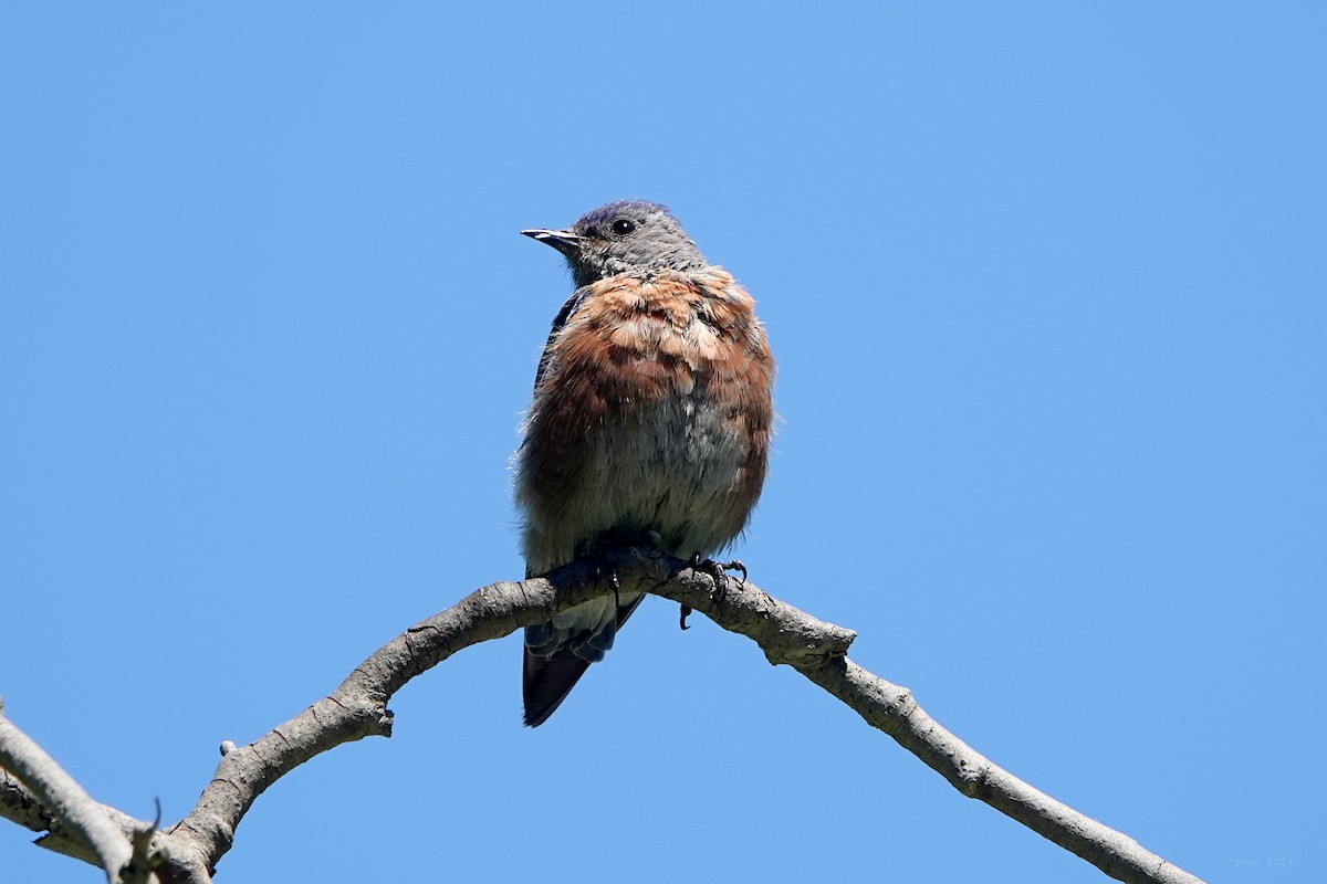 Western Bluebird - ML622055750