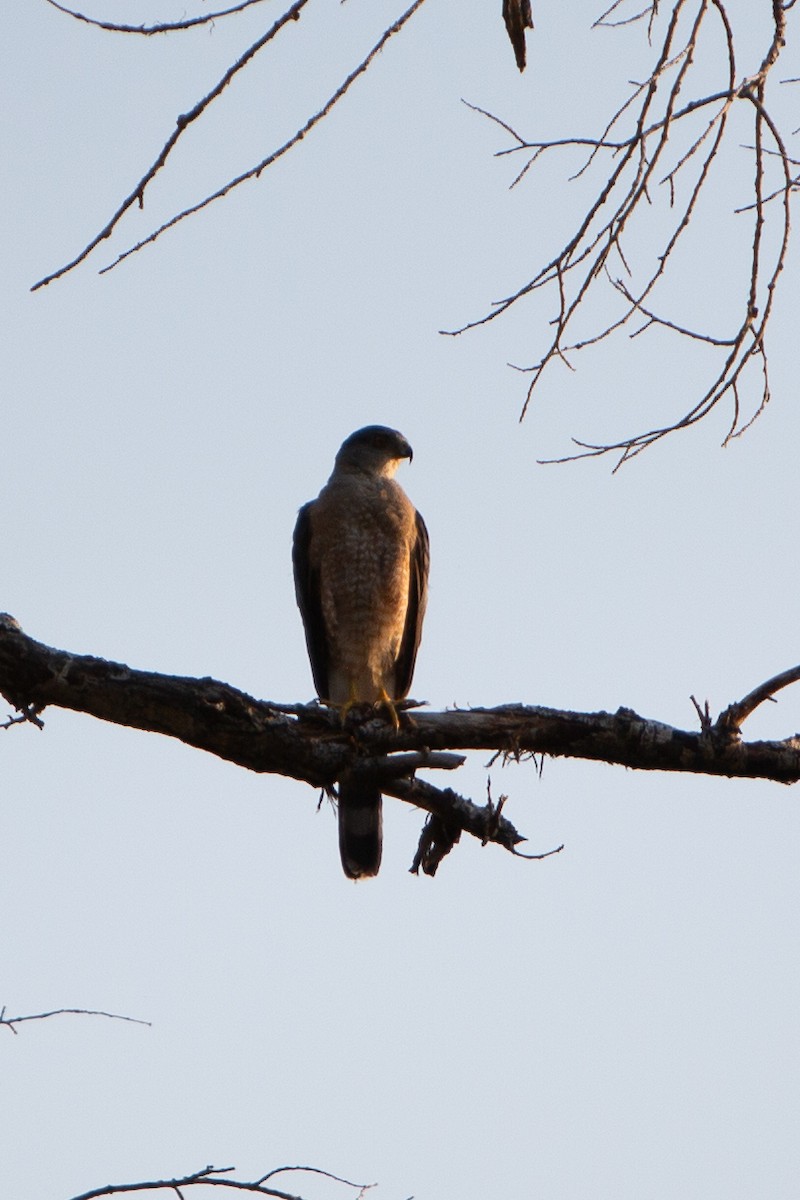 Cooper's Hawk - ML622055751