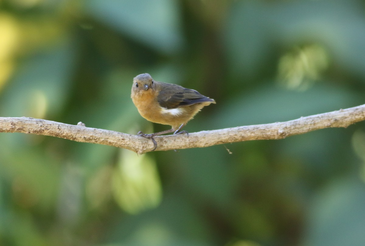 White-sided Flowerpiercer - Taylor Sturm