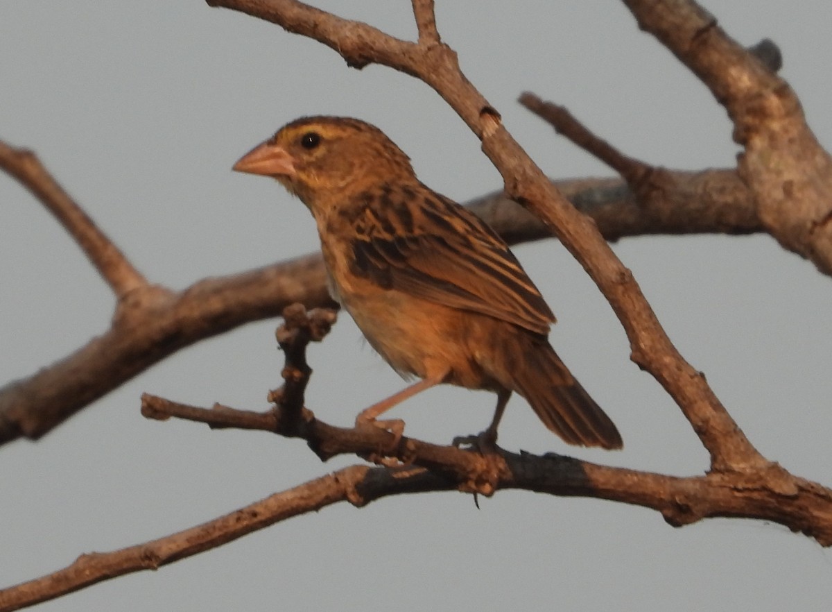 Yellow Bishop - ML622055754