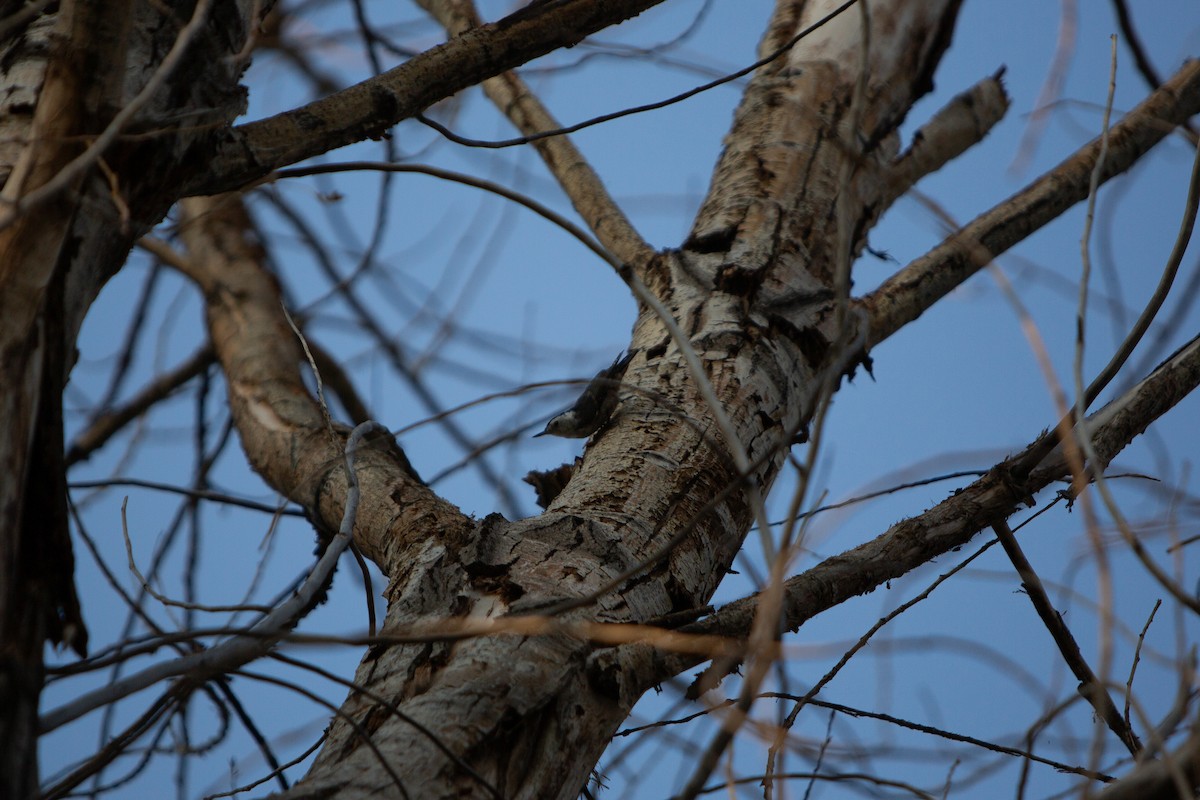 White-breasted Nuthatch - ML622055756