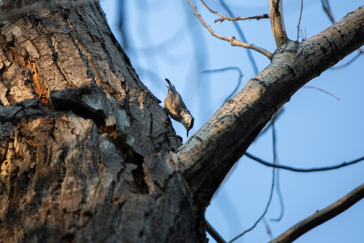 White-breasted Nuthatch - ML622055757