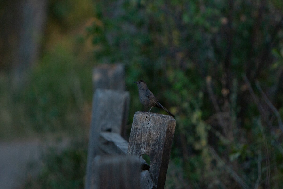 Gray Catbird - ML622055758